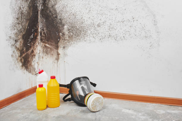 Best Mold Remediation  in Hauser, ID