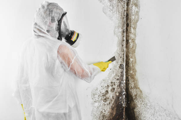 Best Local Mold Removal Service  in Hauser, ID