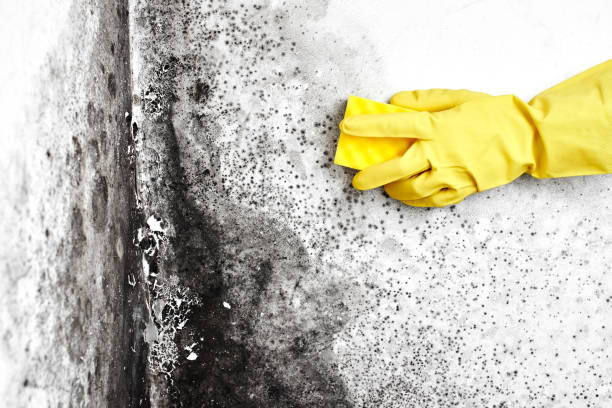 Home Mold Removal in Hauser, ID