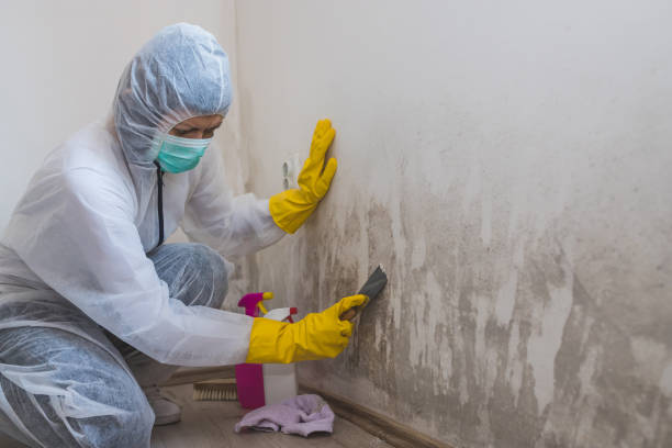 Best Mold Cleaning Services  in Hauser, ID