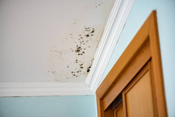 Certified Mold Removal in Hauser, ID