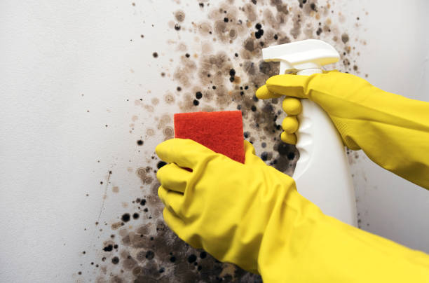 Best Fast Mold Removal  in Hauser, ID