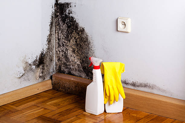 Best Attic Mold Removal  in Hauser, ID
