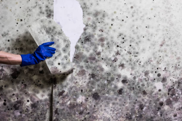 Trusted Hauser, ID Mold Removal Experts