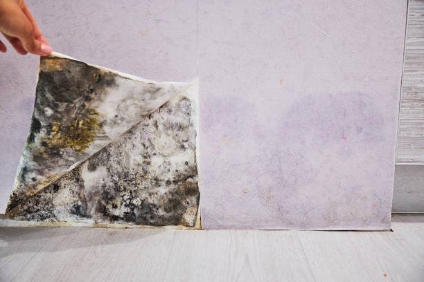 Best Fast Mold Removal  in Hauser, ID